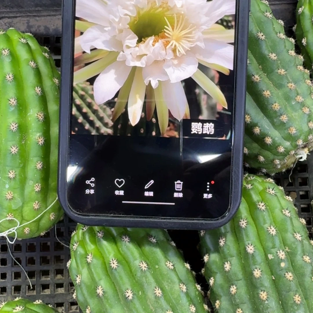 6毛花柱鹦鹉歪6公分左右，20包邮