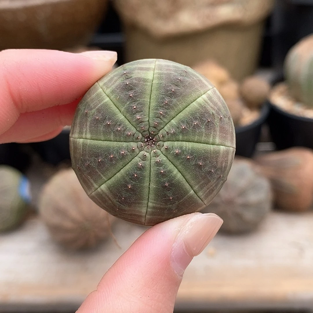 天***音布纹球精品多肉一物一拍