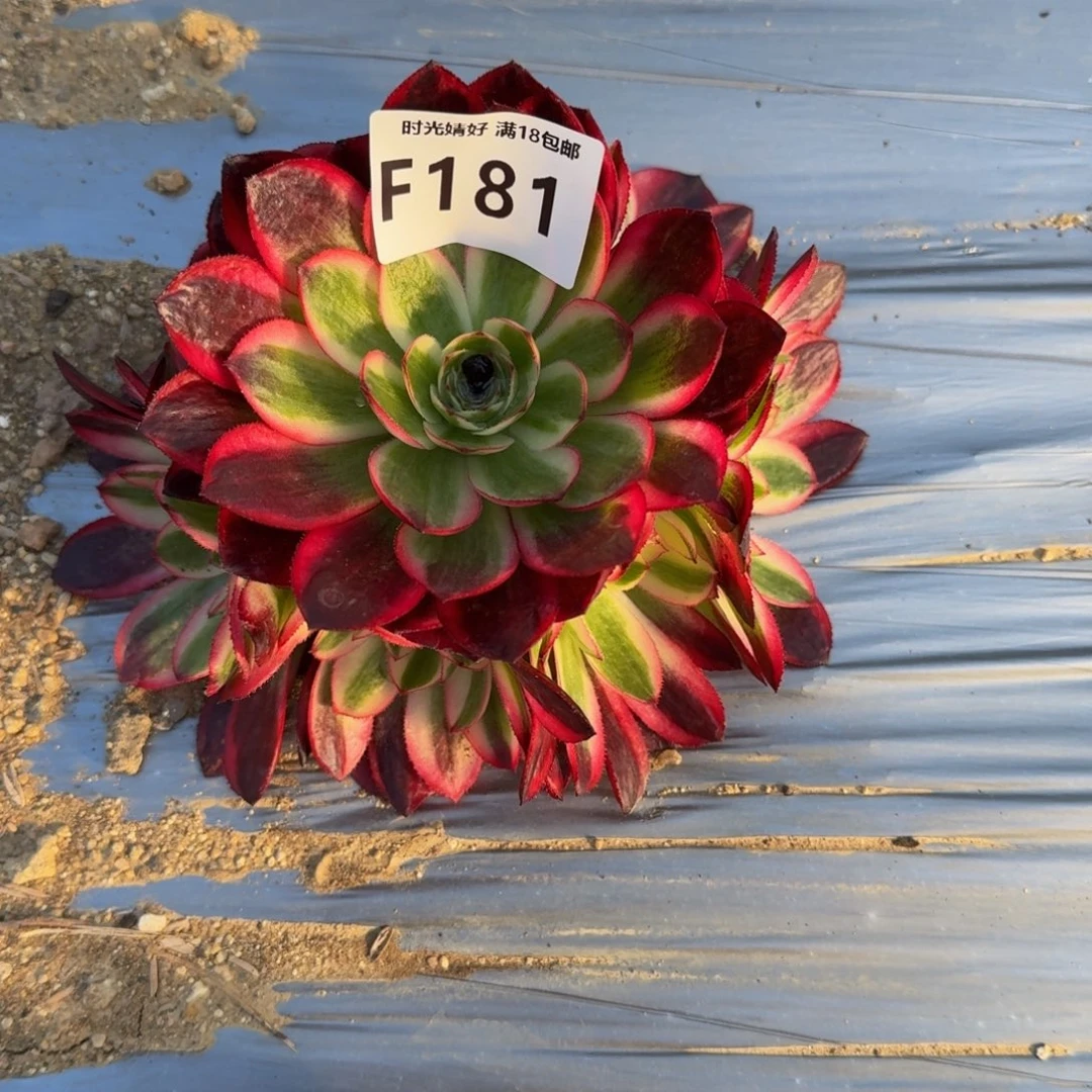 岁****181红荔枝寄养到秋