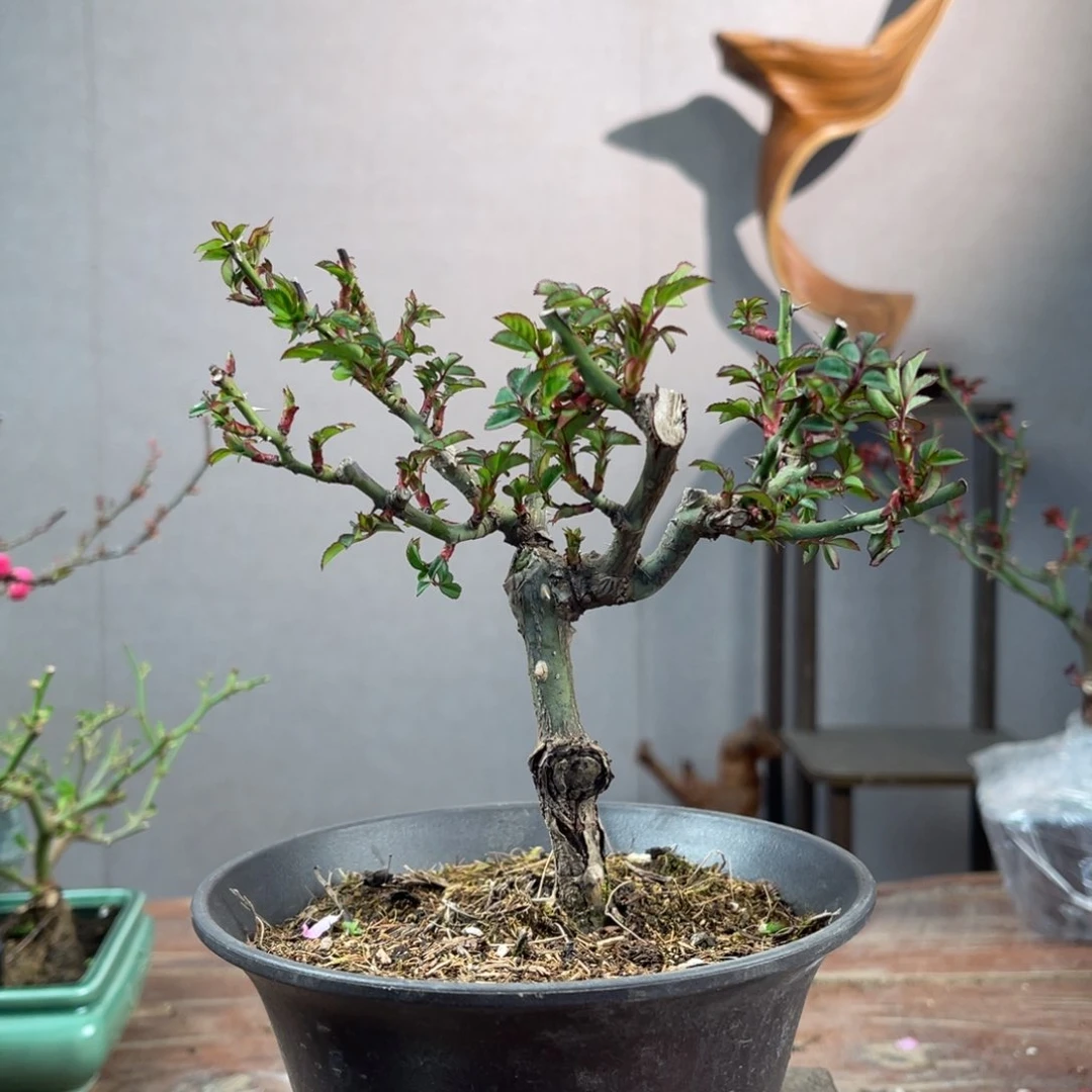 微月季盆景111111111用****5