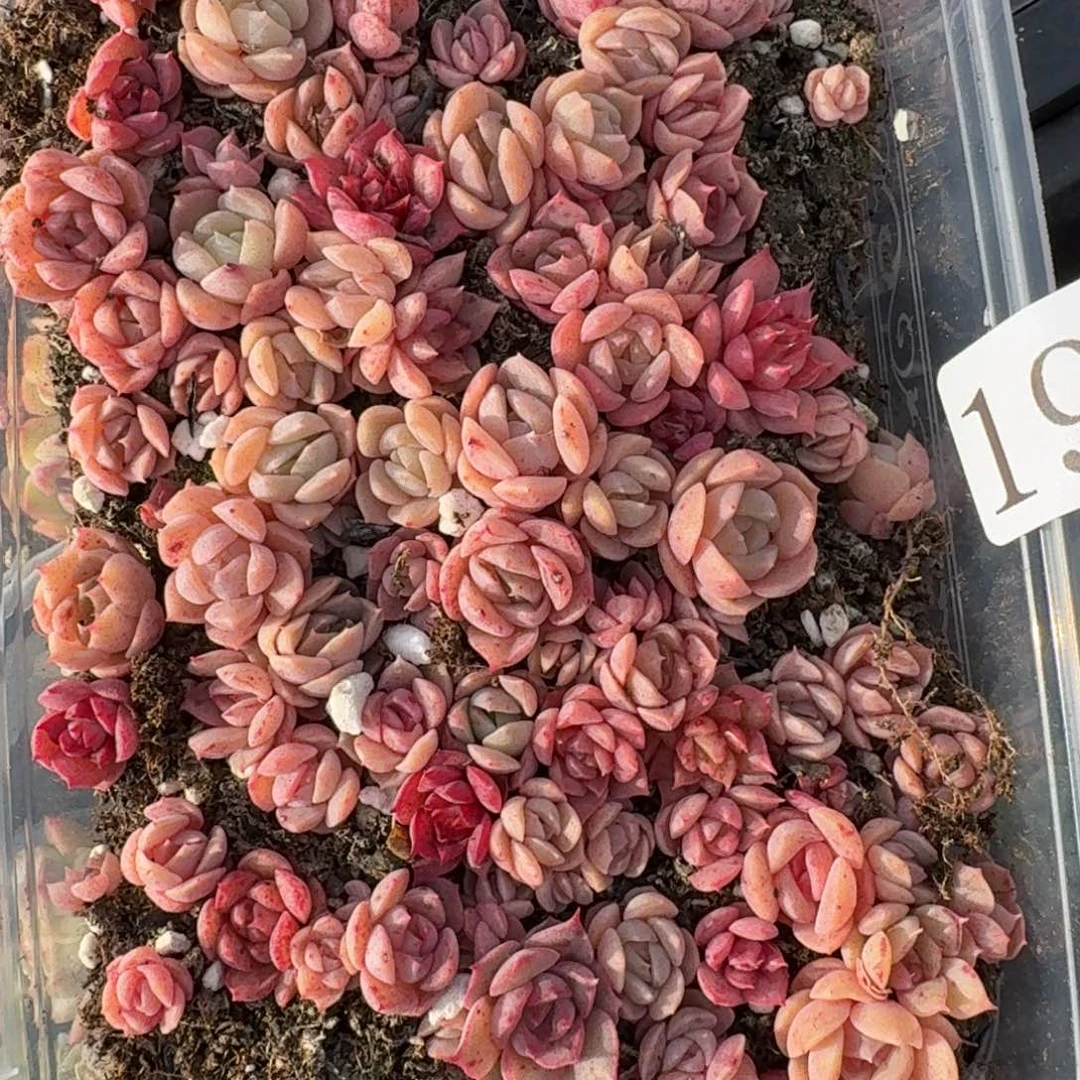 多肉植物多肉植物193