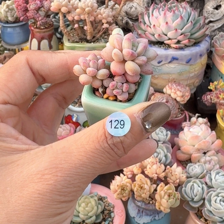 129 多肉含盆土 30元包邮 除偏远