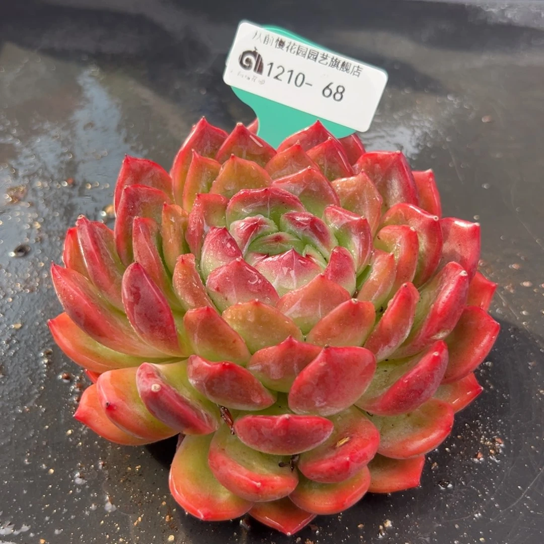从前慢花园多肉编号1210-68