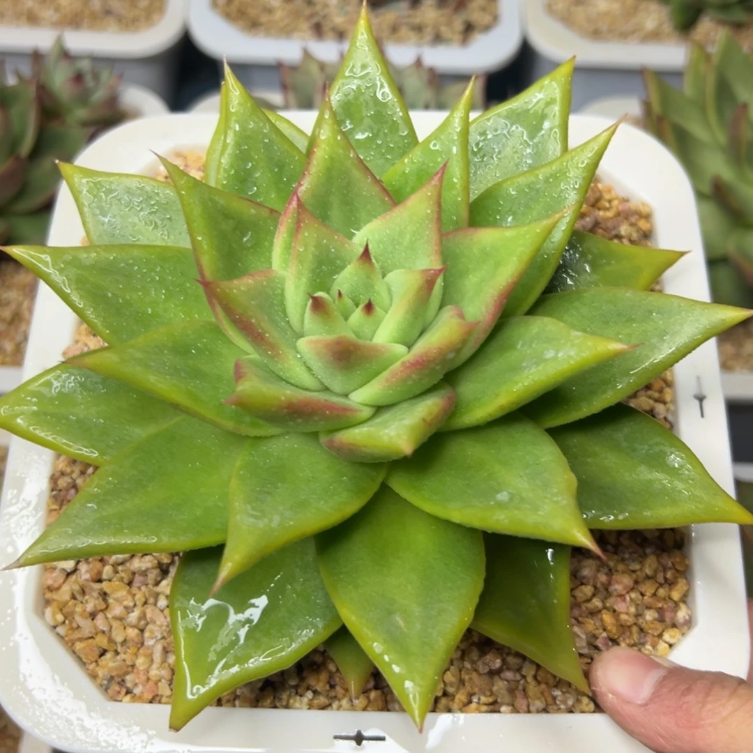 多肉植物一物一拍（66号）