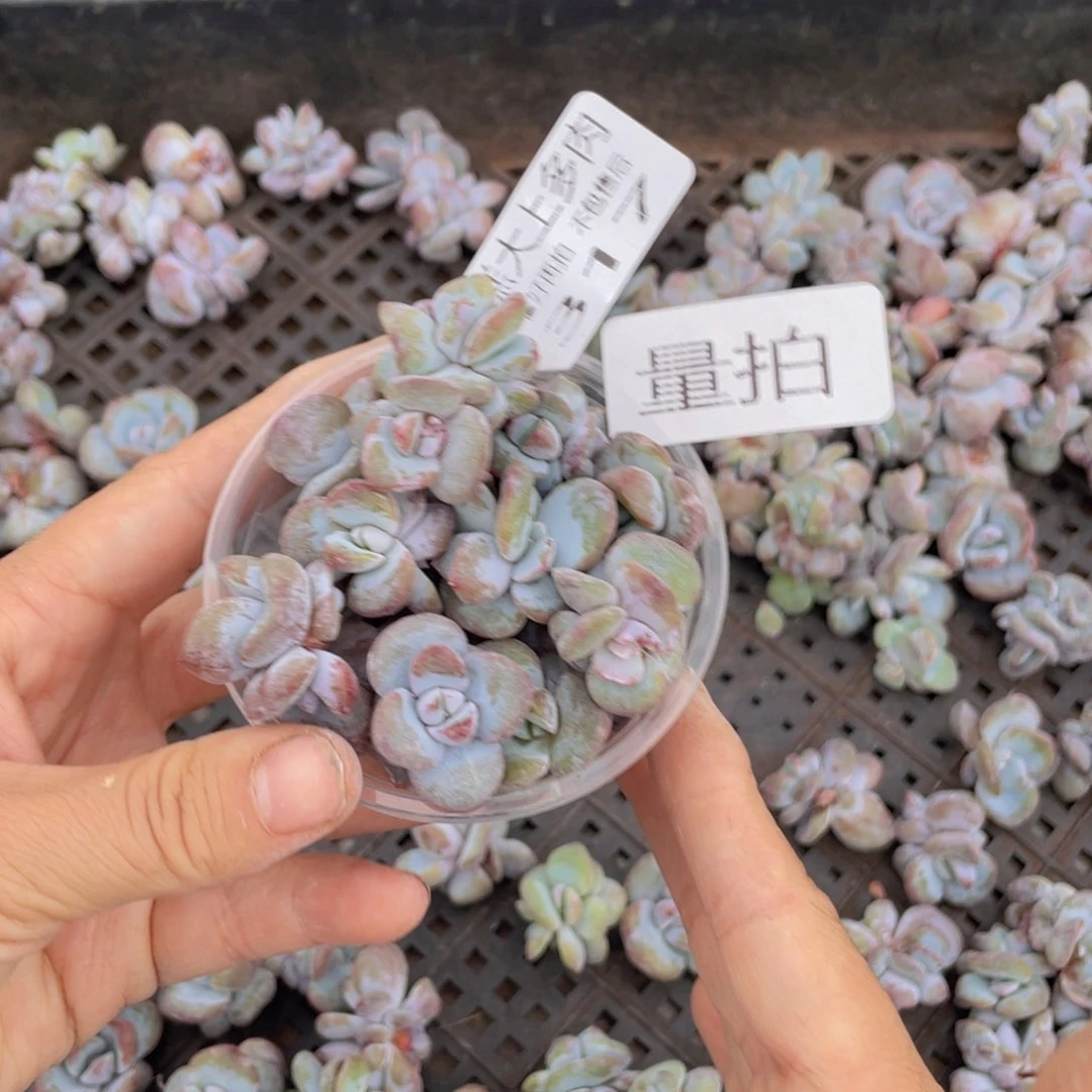 糕大上多肉植物317