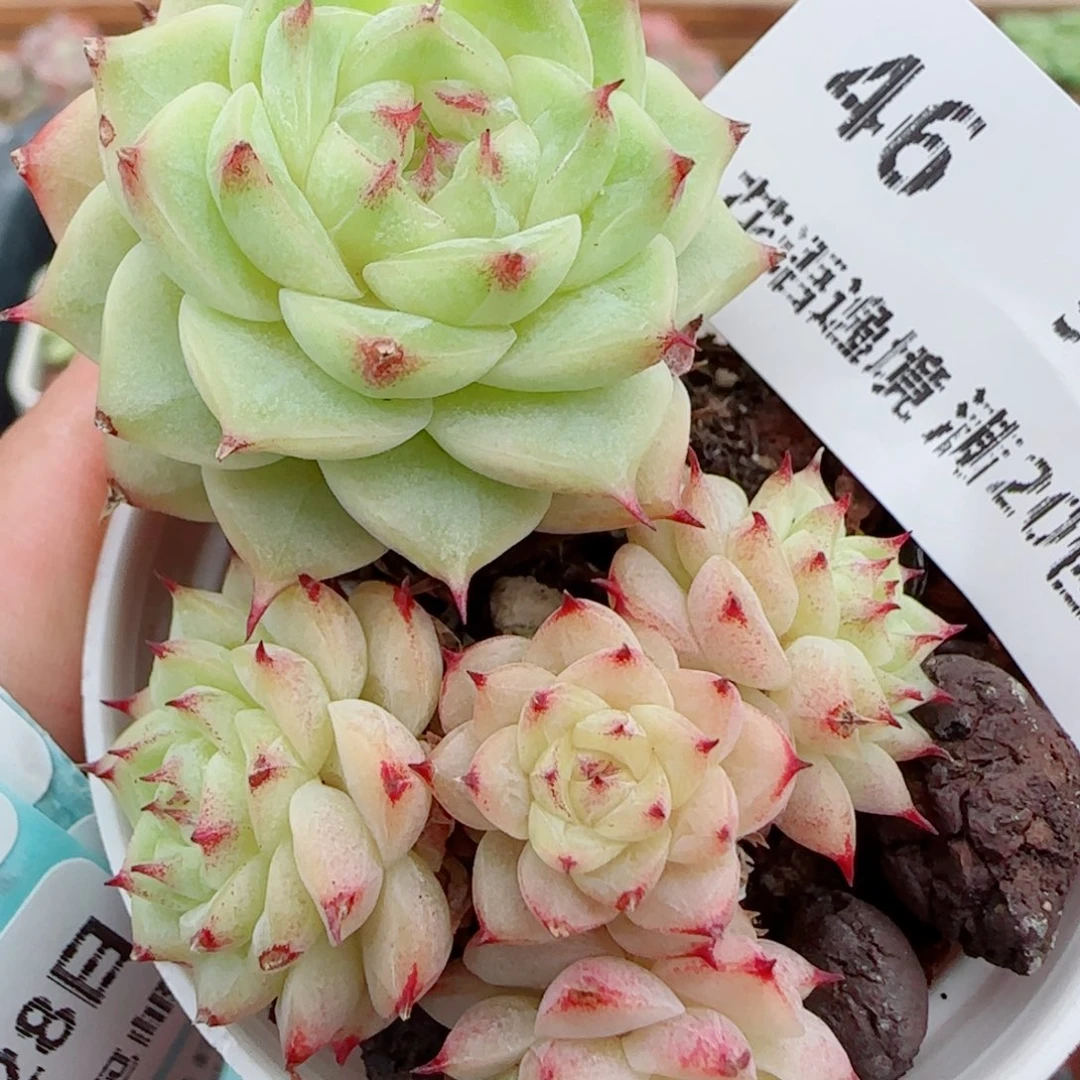 花语逸镜0928-46散