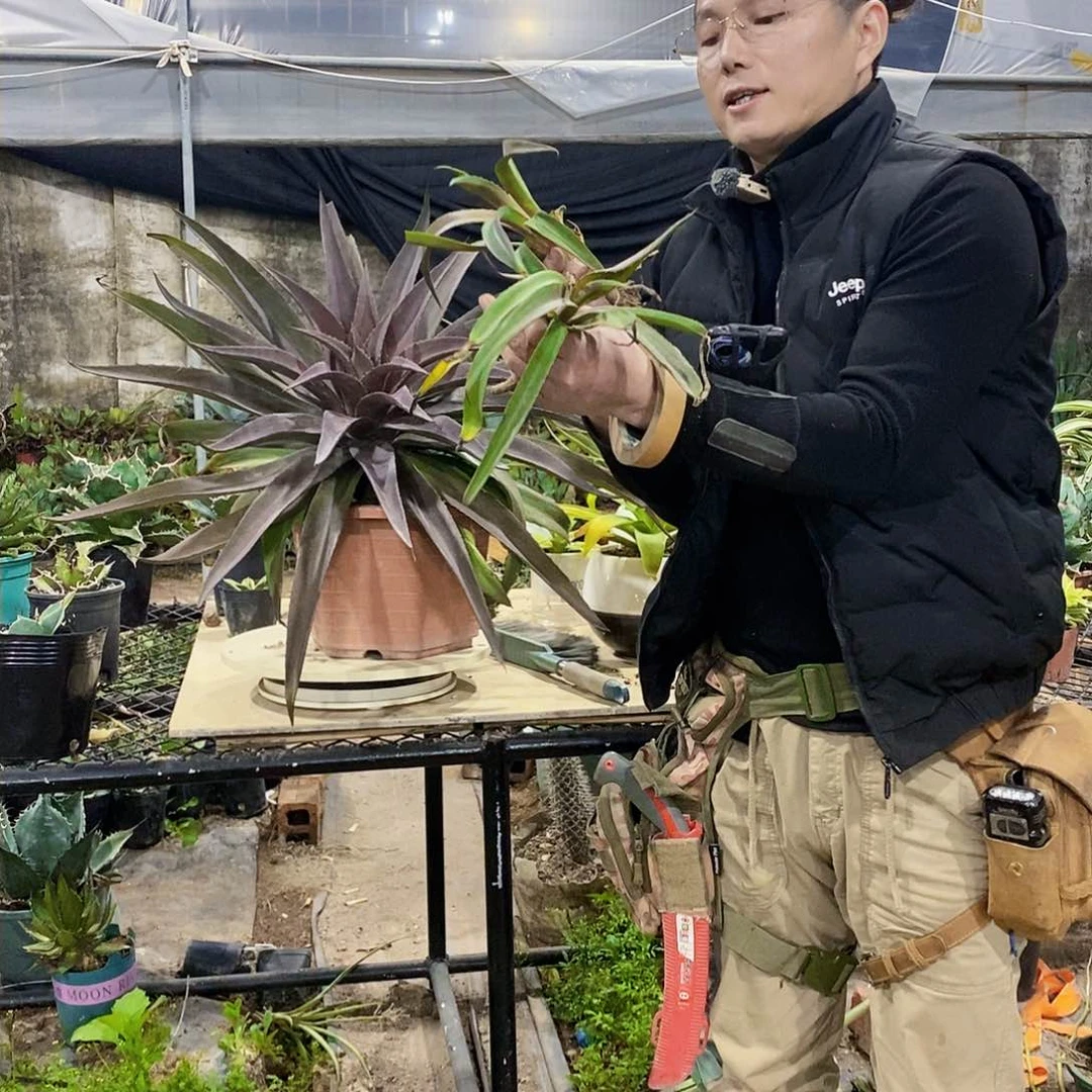 火星任务侧芽一颗量拍