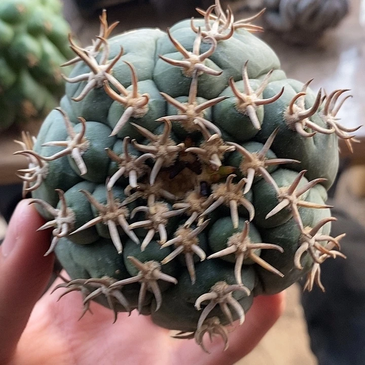 苗落无根复棱狂刺猫爪