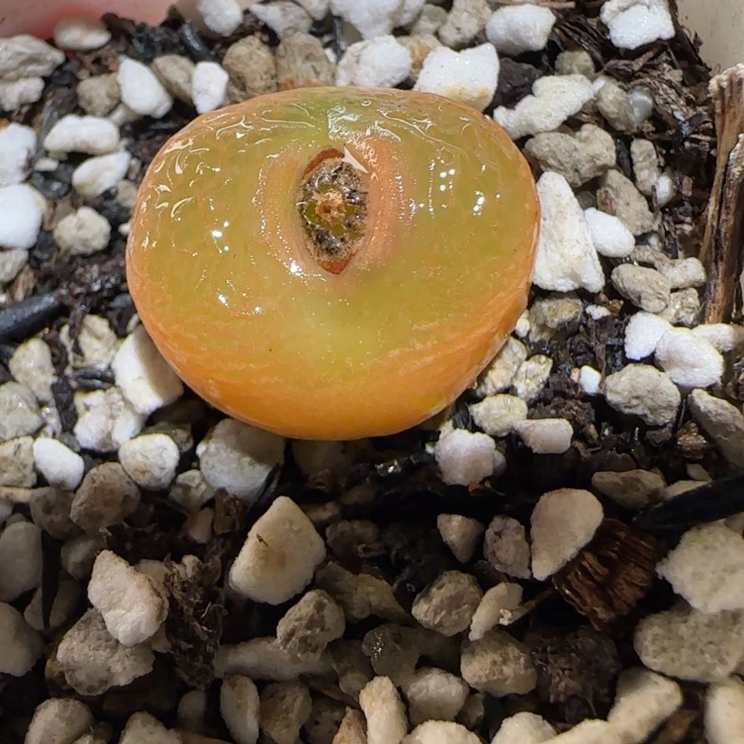 肉锥多肉植物百科-1393