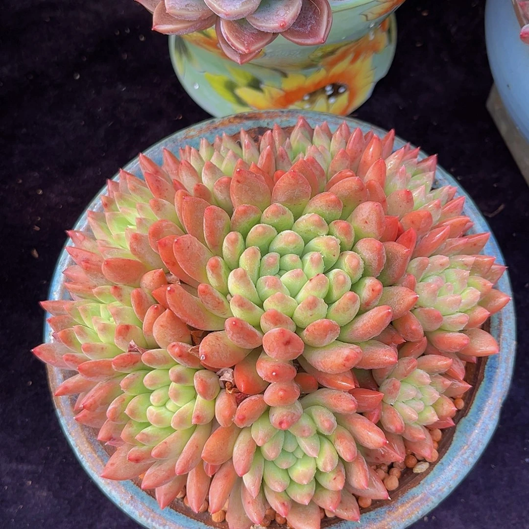 冰心公主多肉植物多肉