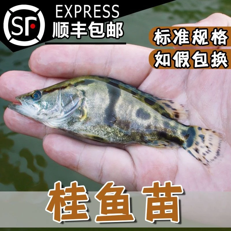 优质鳜鱼桂鱼苗桂花鳜鱼翘嘴鳜鱼可作观赏红斑桂水族宠物顺丰包邮