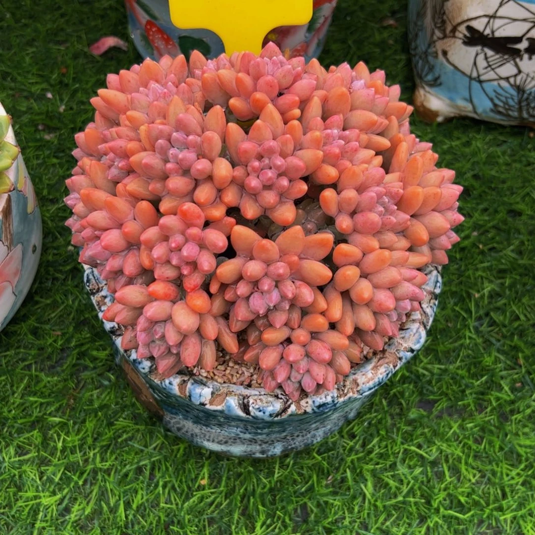 丽*星带露手捧花多肉