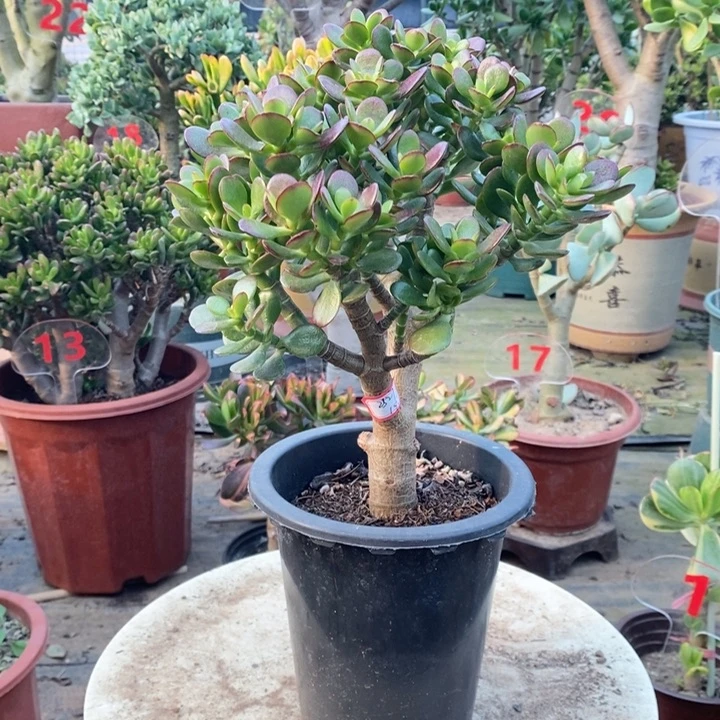 姬红花月一物一拍