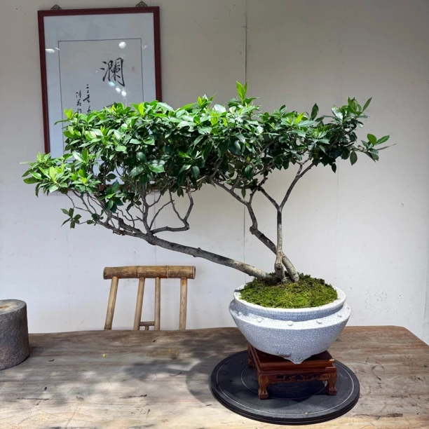 海岛栀子花矮霸大树型带盆带植发货