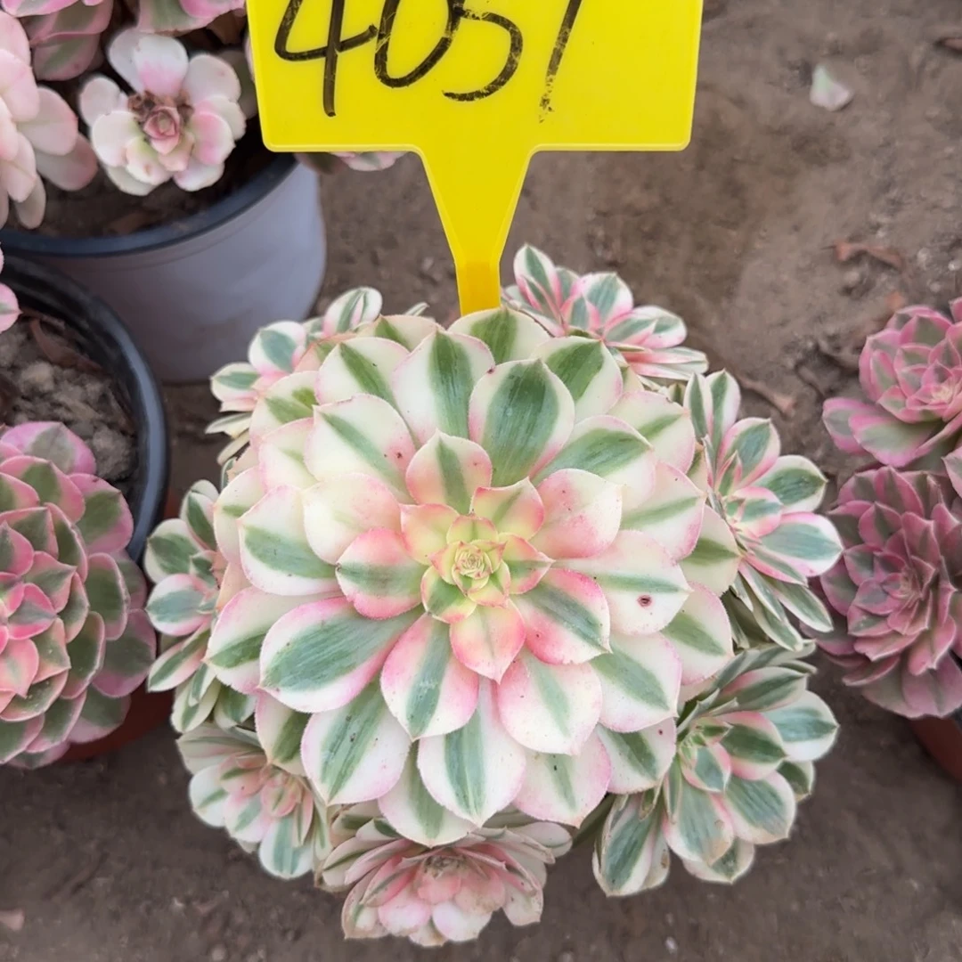 4051+-+倾城多头多肉植物