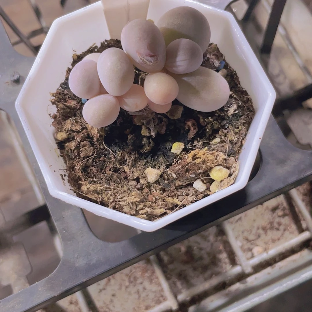 暖*蛋黄奶e041一物一拍多肉