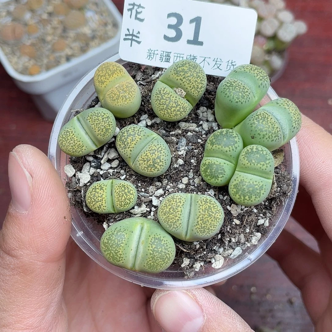 3100000花花去啊花花去了