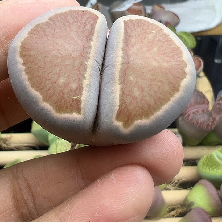 455大型菊福利轻111