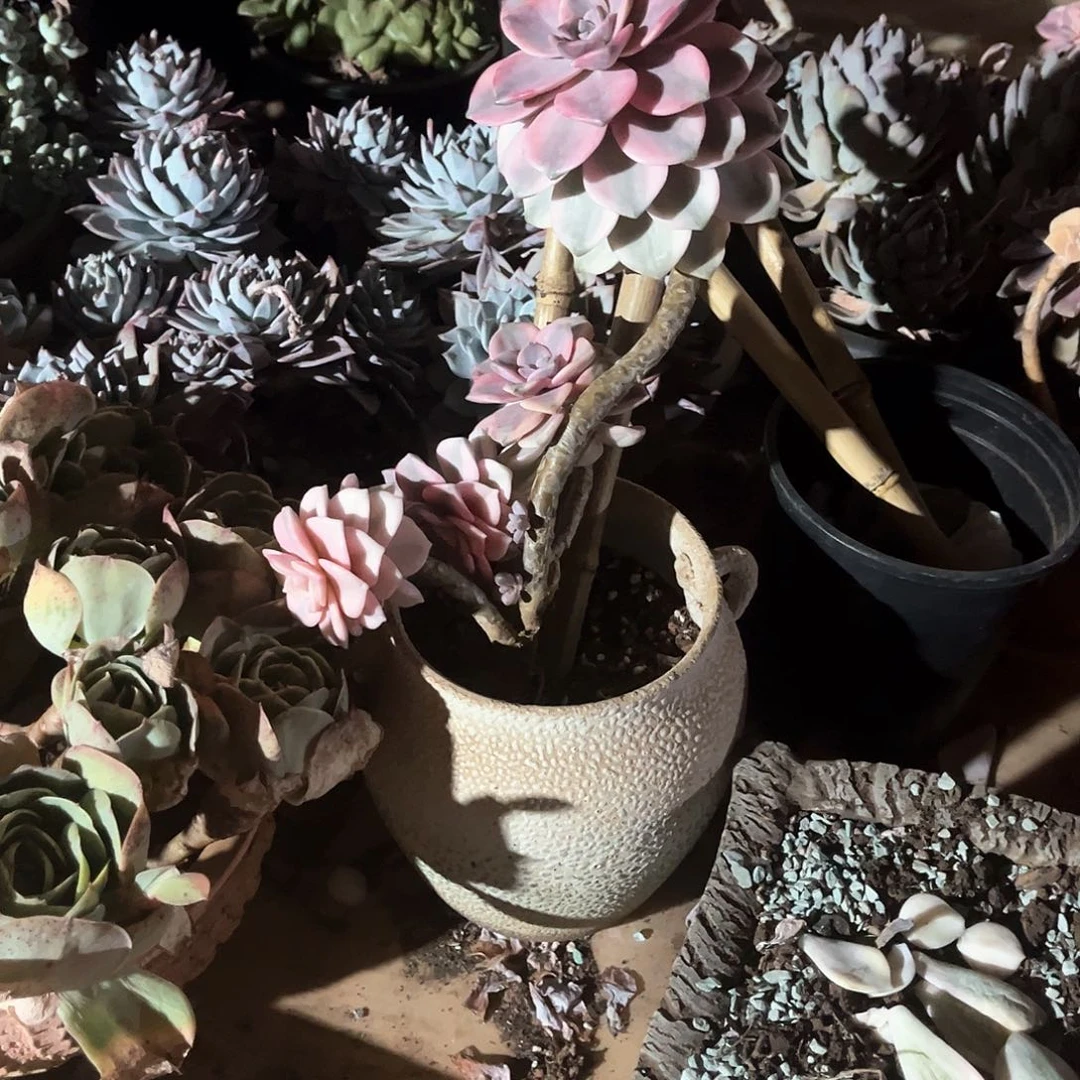 土*鼠多肉植物紫乐景46