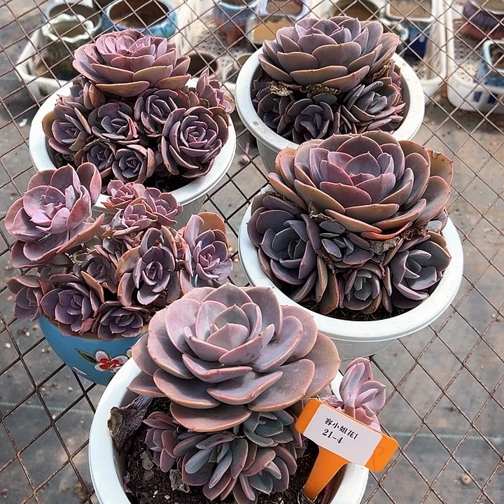 21.4尘埃一个脱土