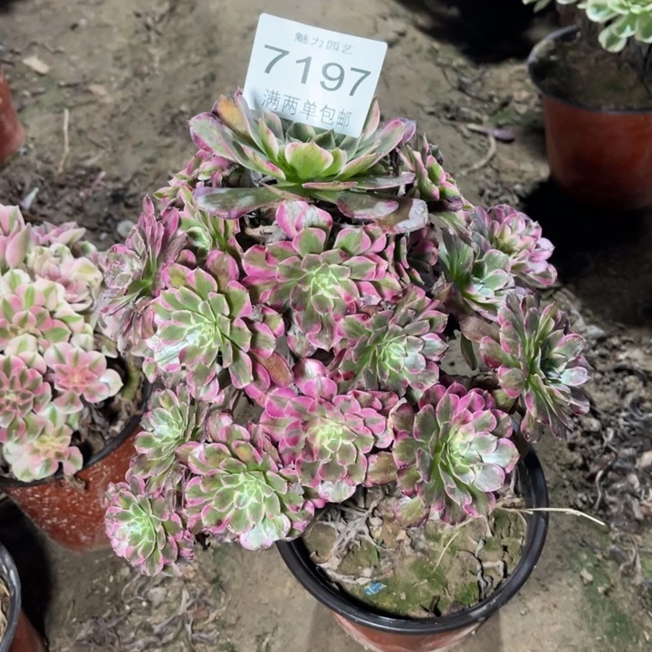 7197霁月的的的人多肉的