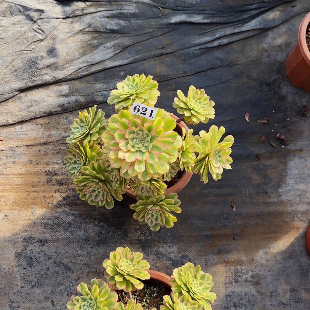 尹***。0000621黛玉多肉法师