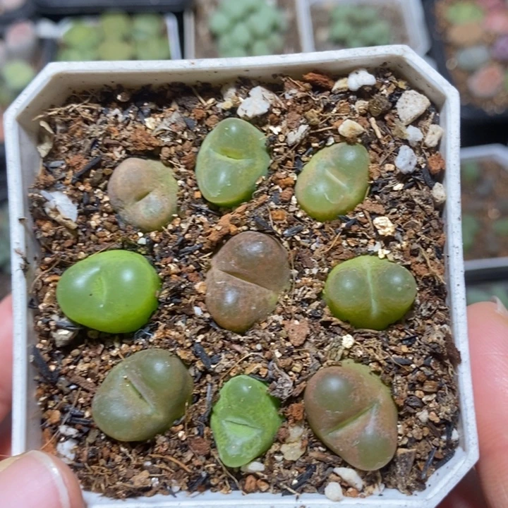 优选彩毛特价特价