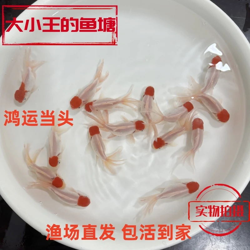 鸿运当头鹤顶红草金鱼丹顶国师金鱼小鱼观赏鱼苗活体金鱼观赏鱼
