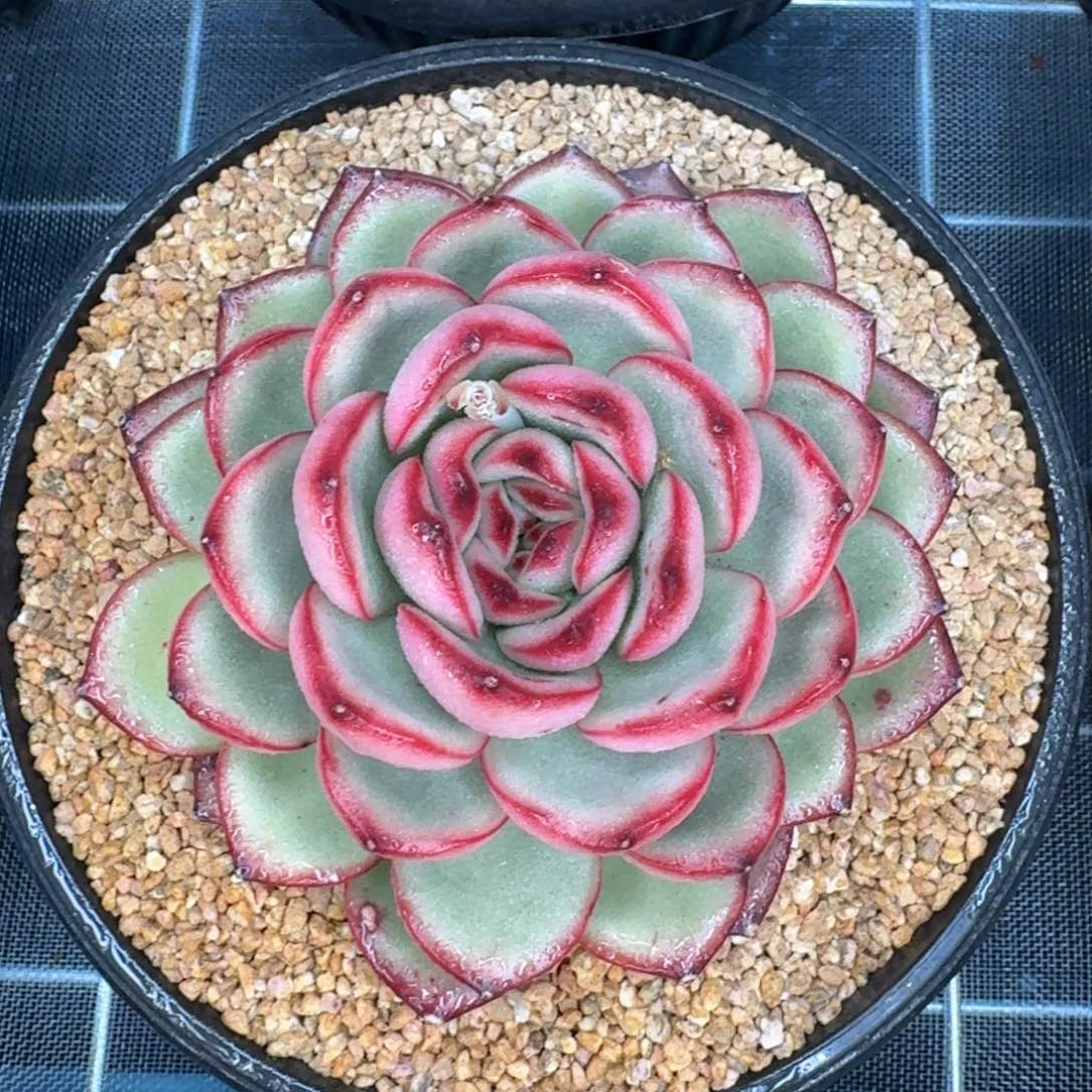 从前慢多肉编号万宝龙