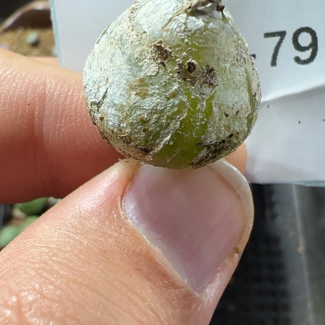 16-79肉锥多肉植物
