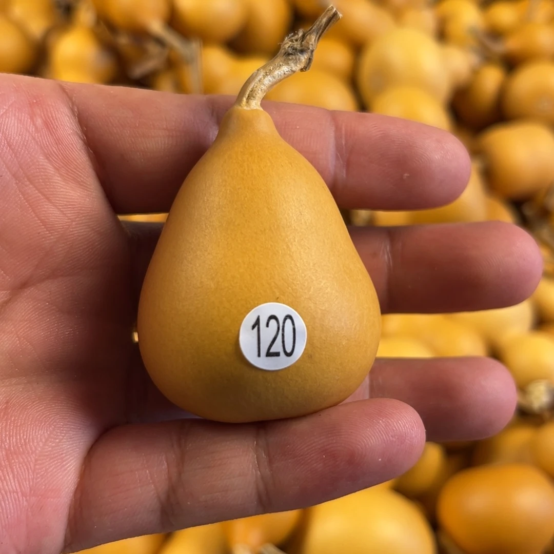 一个葫芦葫芦葫芦葫芦120