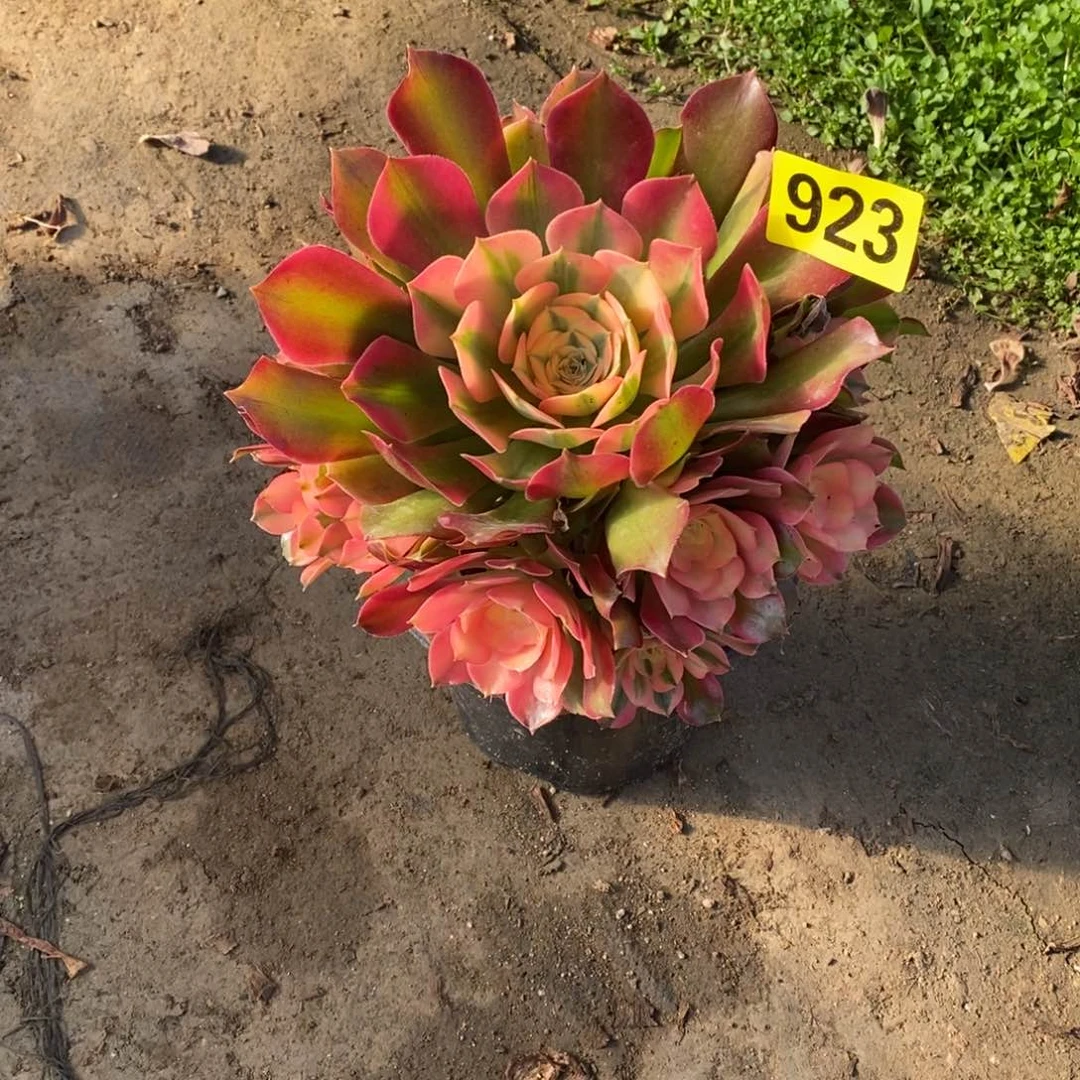 香妃多肉法师923