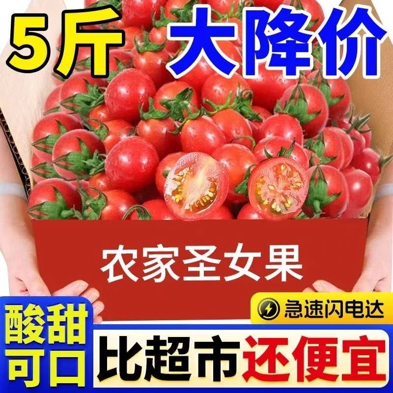 山东千禧小番茄圣女果新鲜美味多汁酸甜现摘现发沙瓤