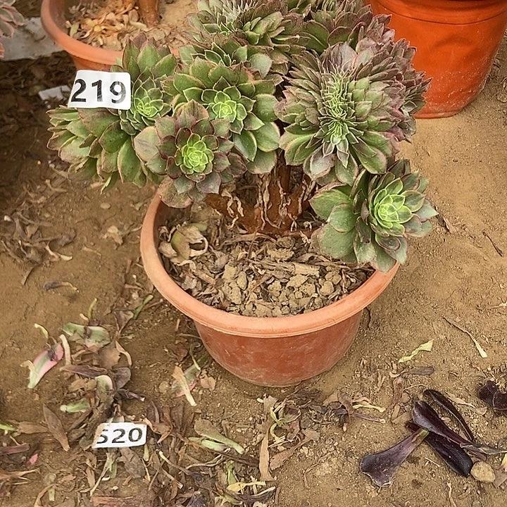 219万黄缀化老板子法师