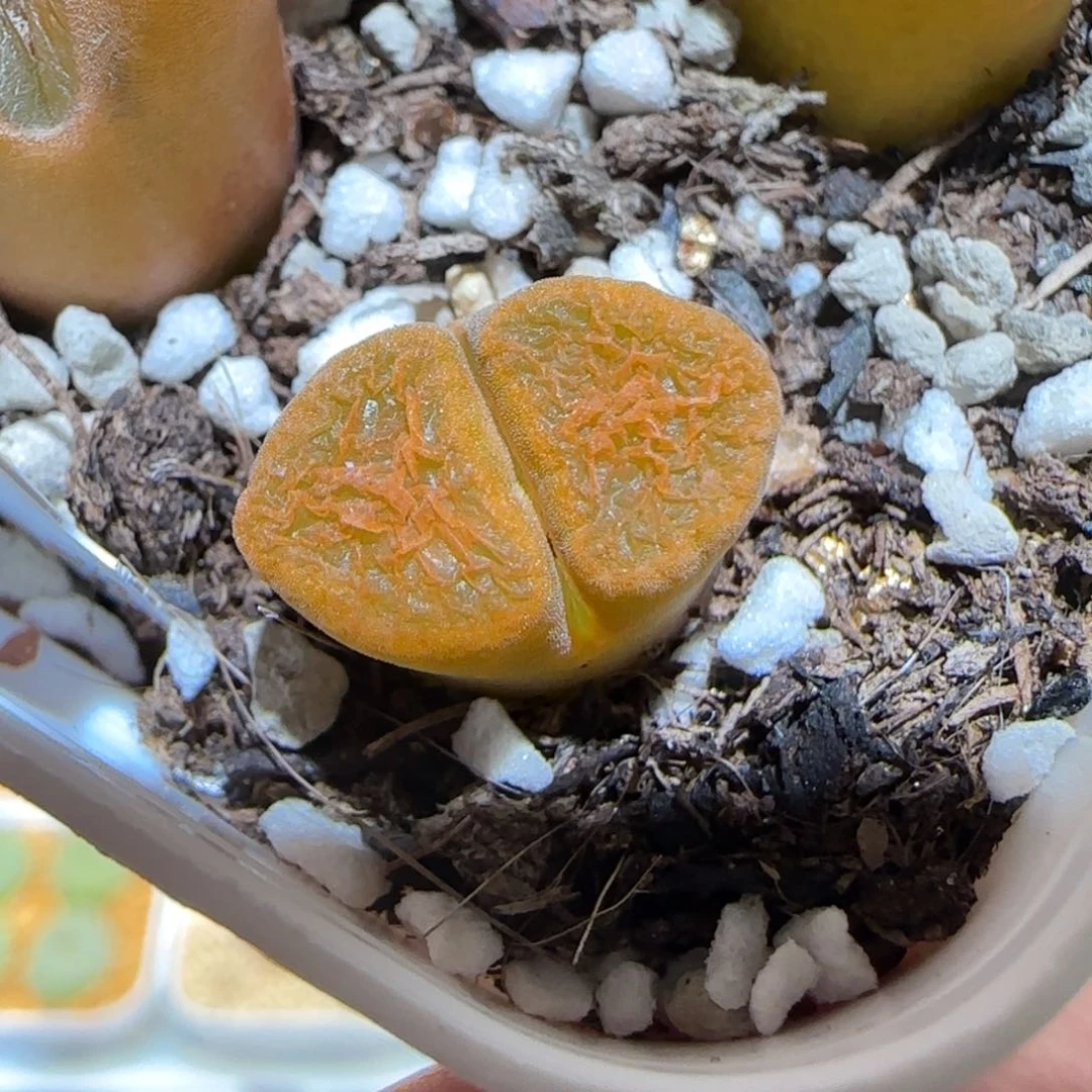 肉锥多肉植物百科-超级蛋糕148