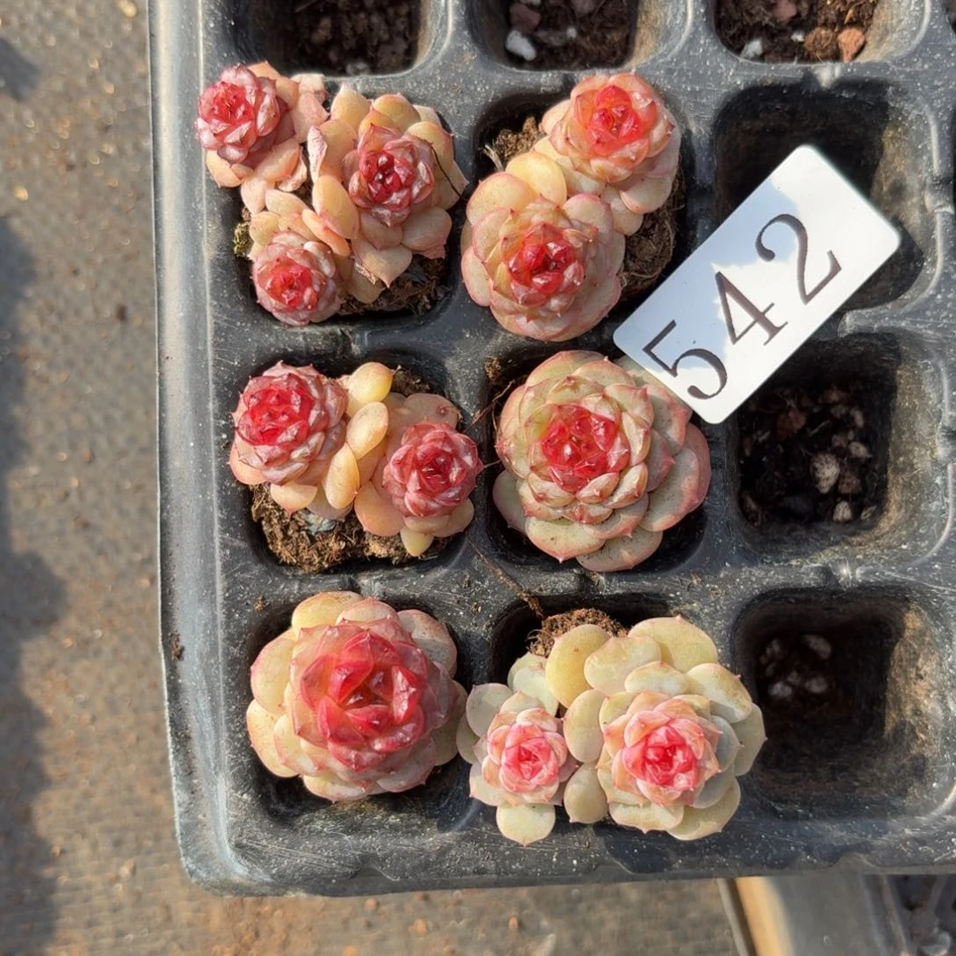 囡***多肉植物多肉植物542