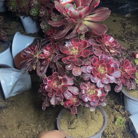丽娜老桩捧花法师841号