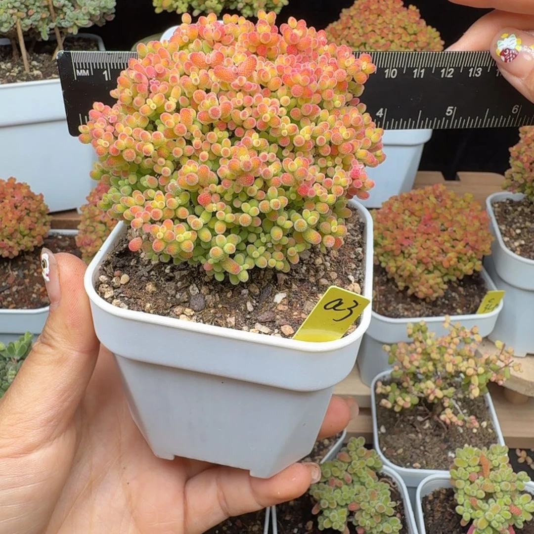 a3号蜜橘冠服10厘米左右