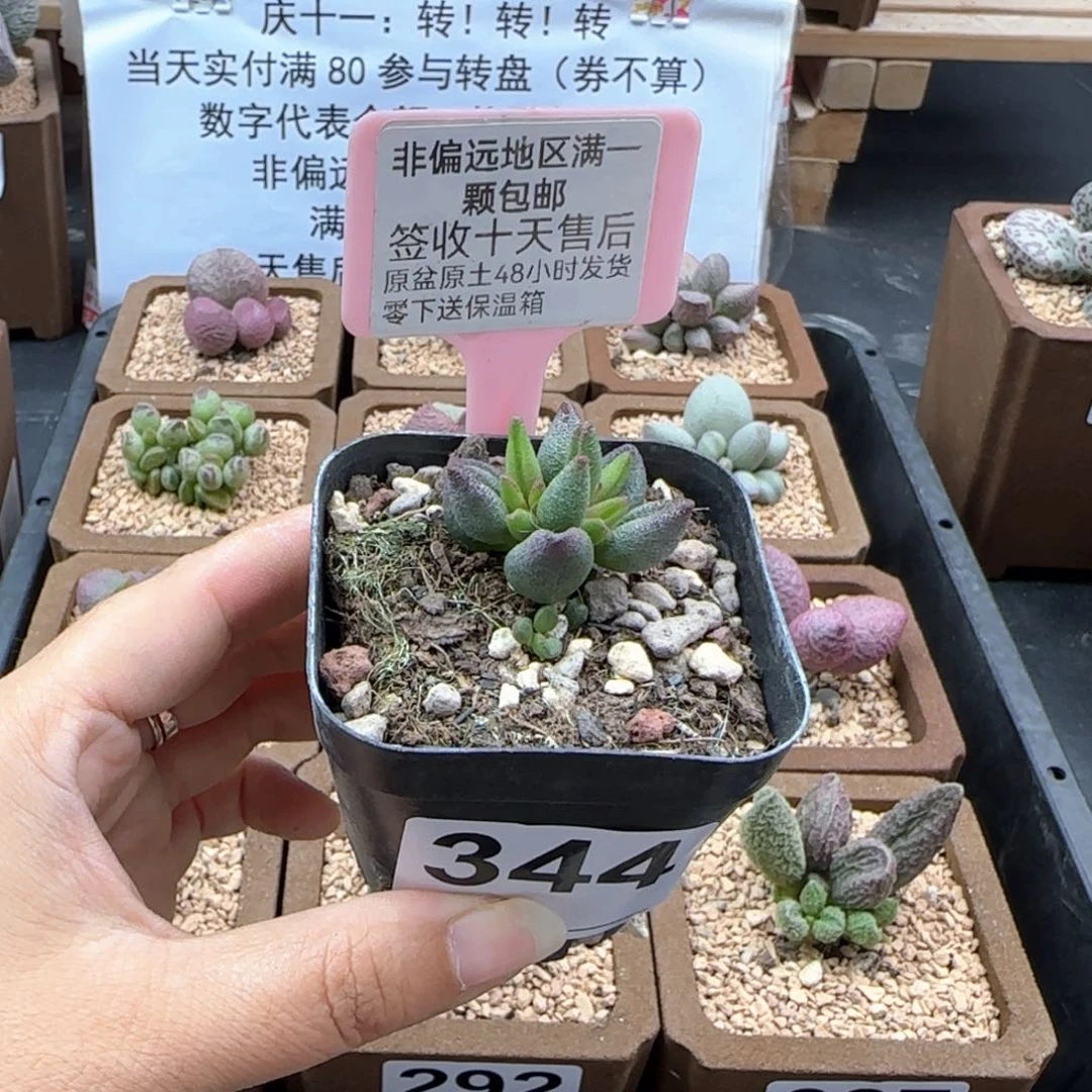 呆**呆344小红嘴多肉植物