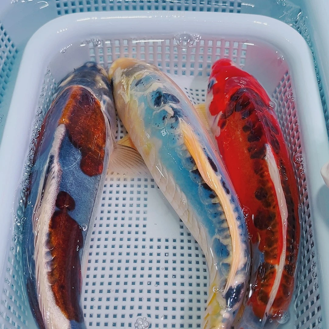 锦鲤锦鲤冷水鱼观赏615