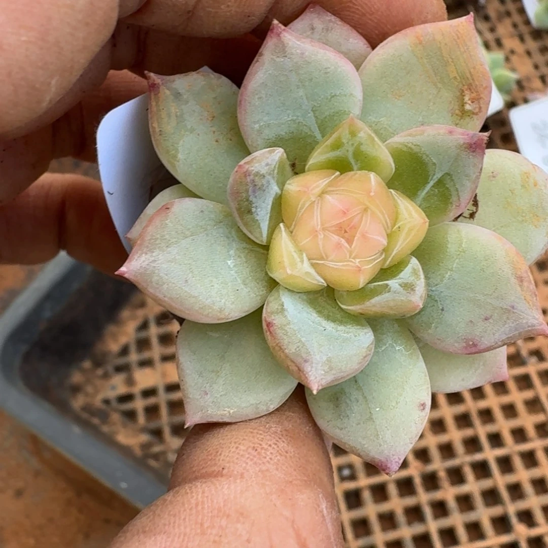 多肉杂交一物一拍24/97