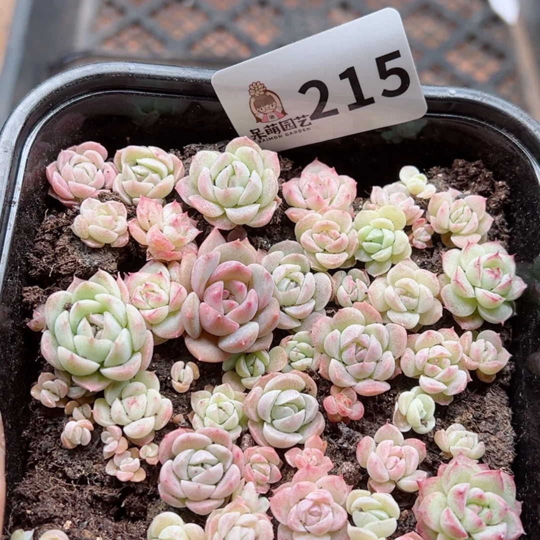 多肉植物多肉植物