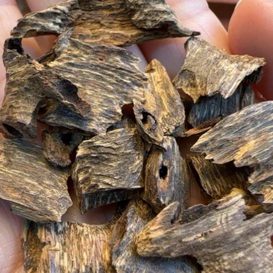 摆件沉香海南野鸡母虫10克多样性发货