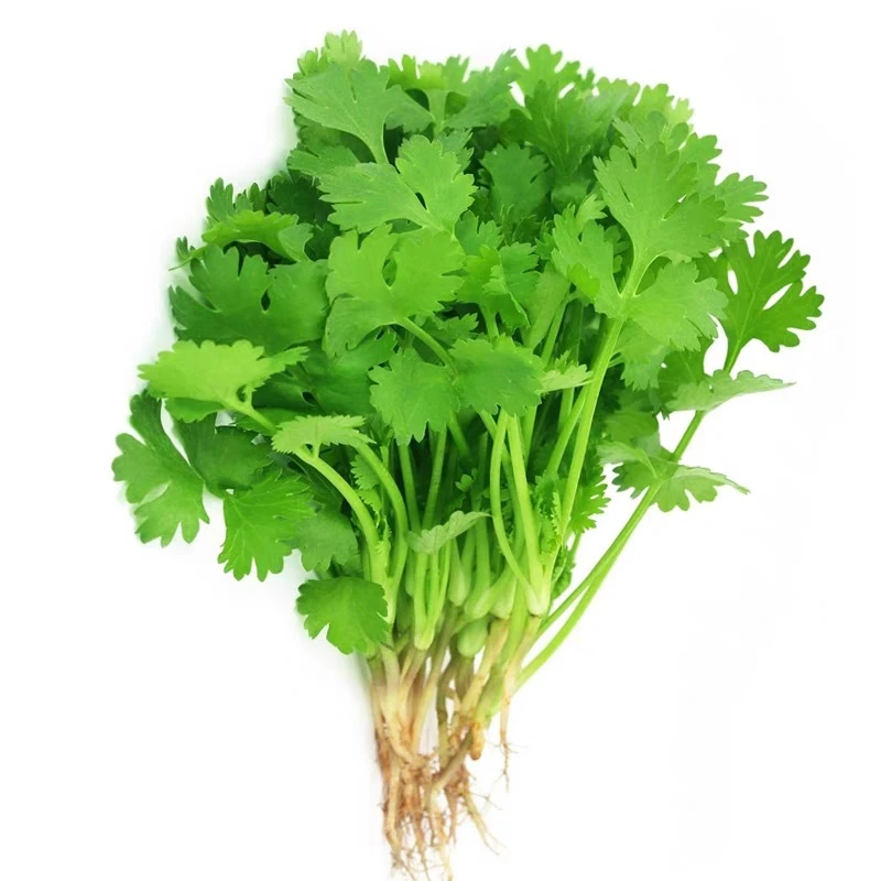 地产小小香菜300±10g/（100g*3份）
