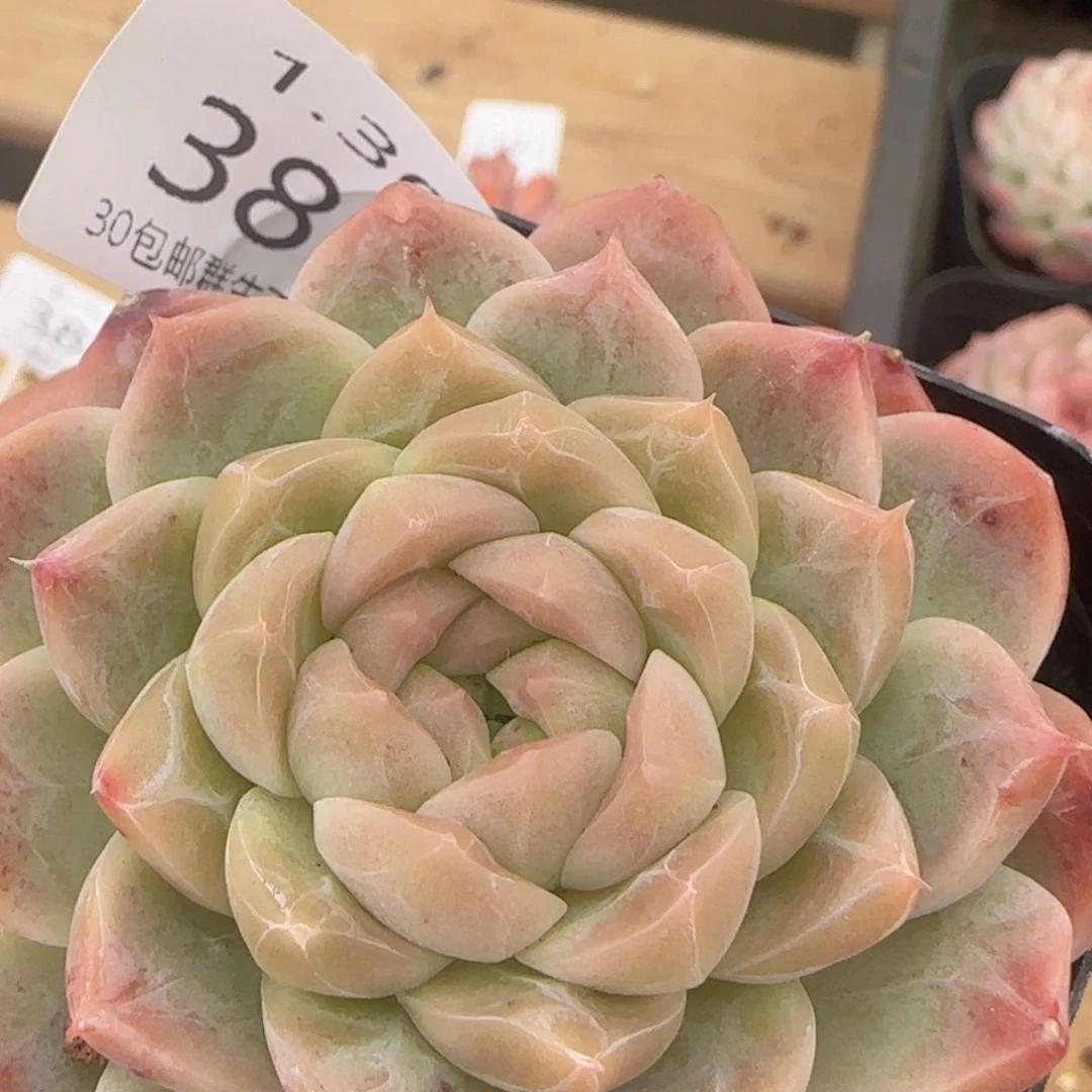 井中月单头一颗脱土