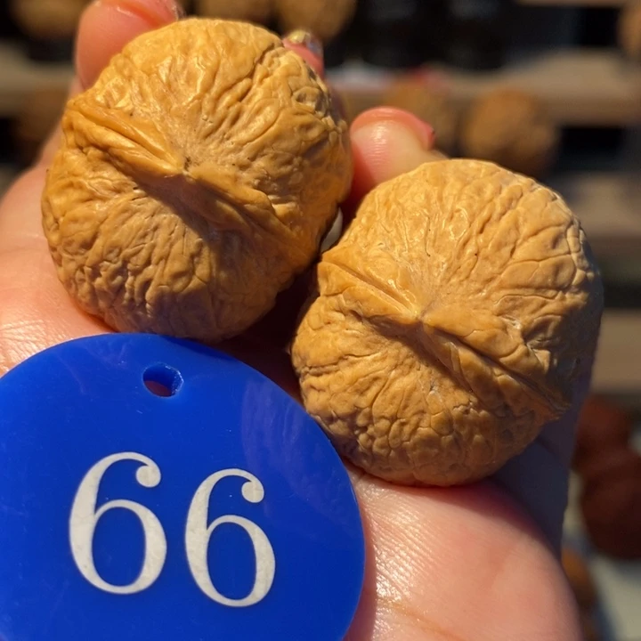 铁核桃蛇皮龙珠32尺寸