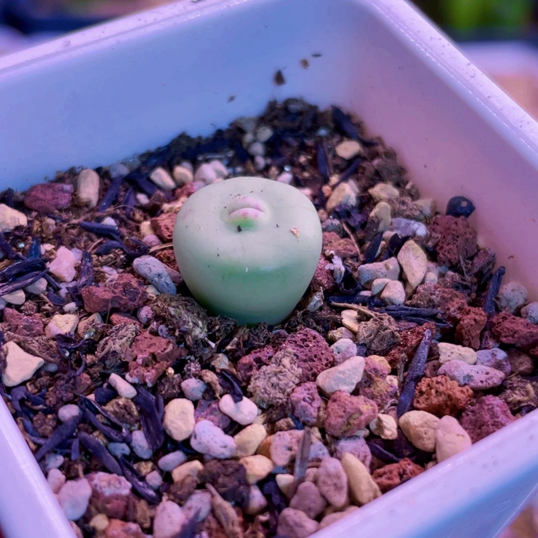 歌姬嘴植物一物一拍