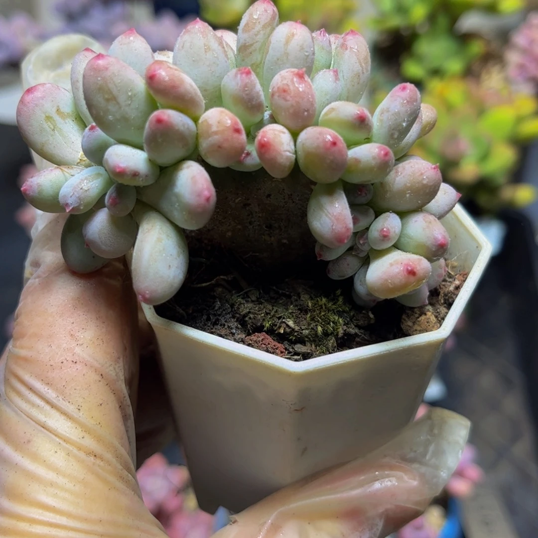 386苹果奶缀7厘米多肉