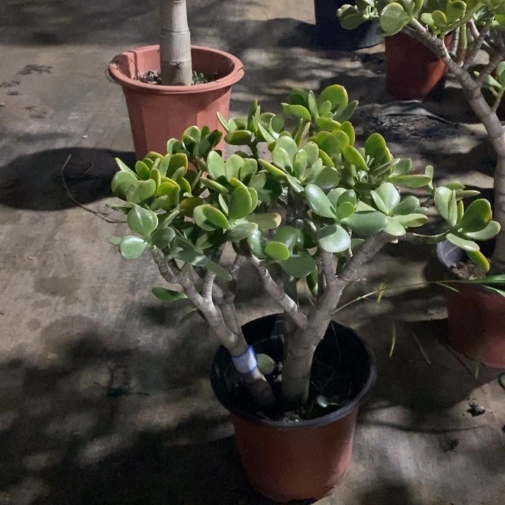 黄金花月一物一拍