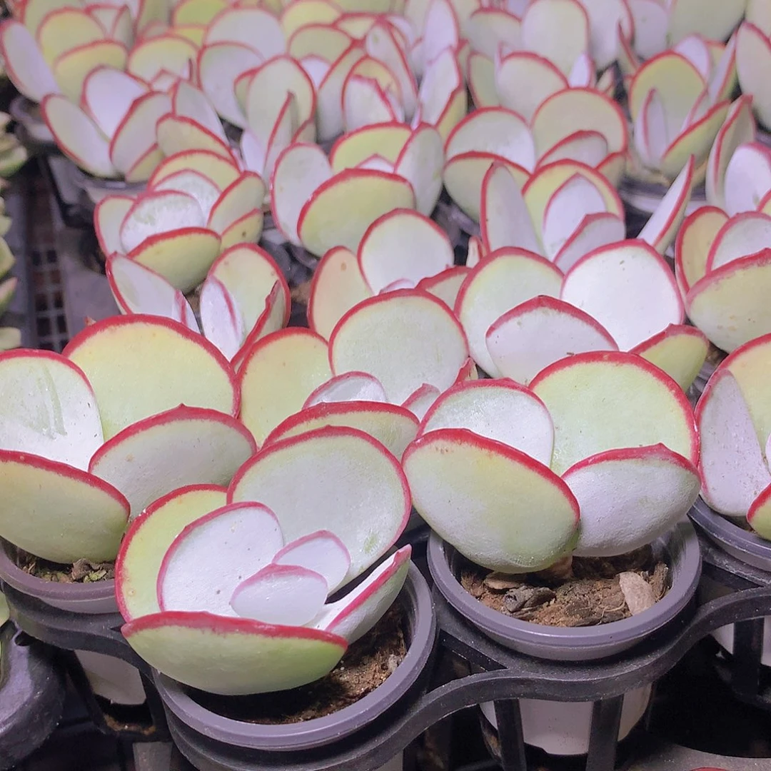 三颗白眉3467899000000